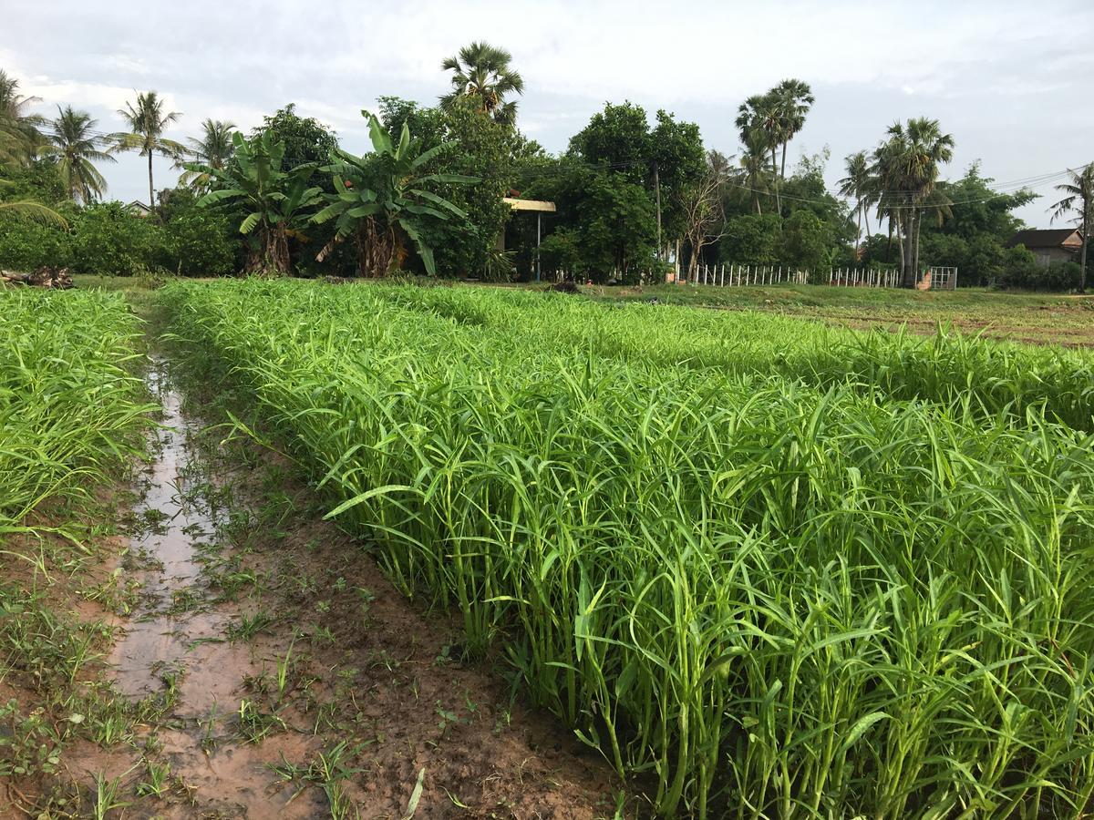 Green Life Cottage Siem Reap Ngoại thất bức ảnh