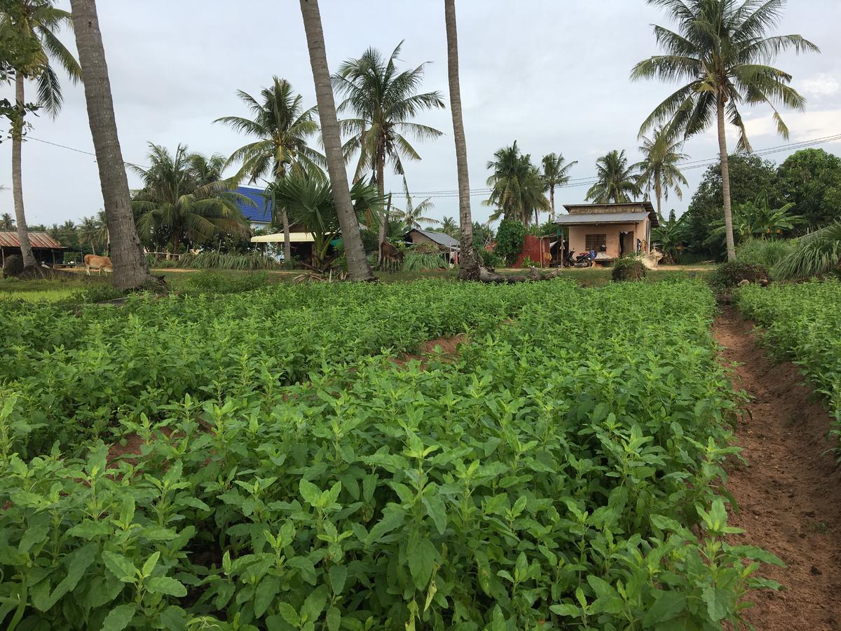 Green Life Cottage Siem Reap Ngoại thất bức ảnh