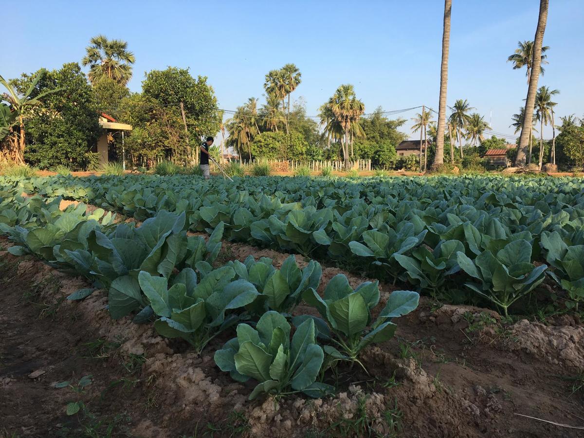 Green Life Cottage Siem Reap Ngoại thất bức ảnh