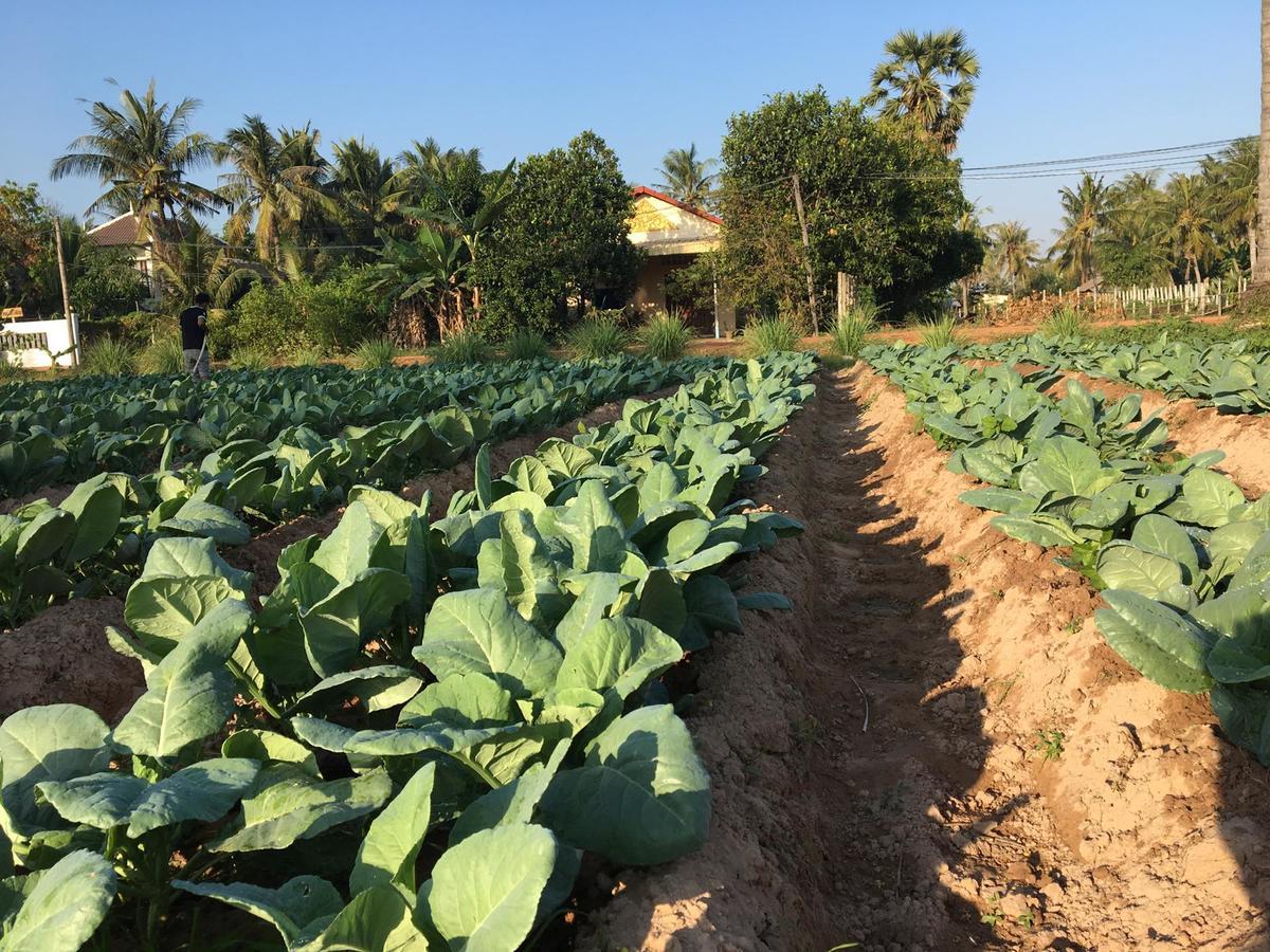 Green Life Cottage Siem Reap Ngoại thất bức ảnh